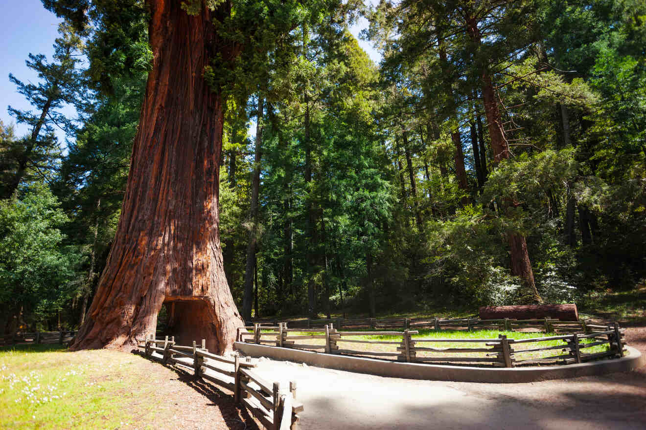 Redwood National Park